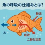 魚はどうやって水の中で息をしているの? | hatch way|親子でひらく雑学の扉